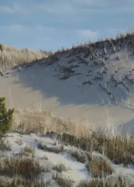 House_Cindy_SnowyOwlonDune
